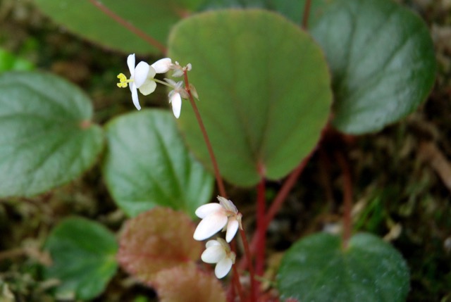 B. subnummularifolia